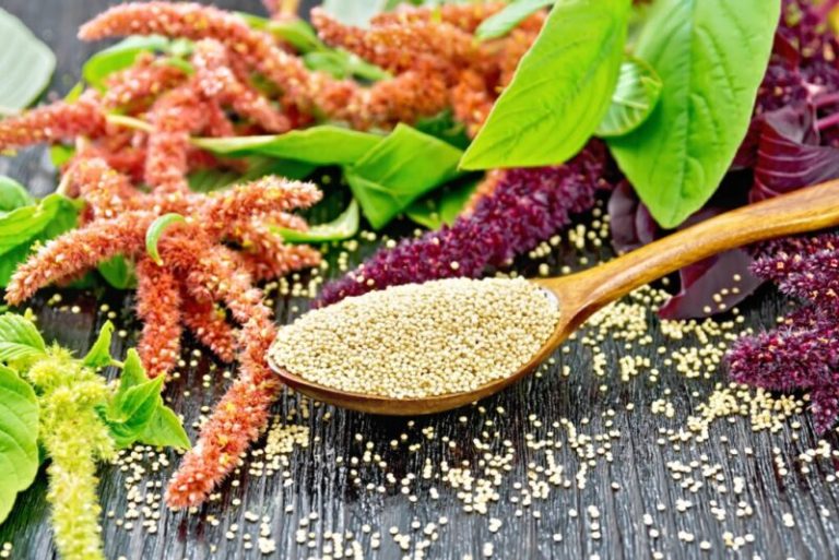 Amaranth, the Sacred Food of the Aztecs: Small Seeds with Great Power ...